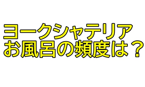 ヨークシャテリア お風呂の頻度は 自分でいれなくてもいい ワンチャンス ヨークシャテリアとのハッピーライフ